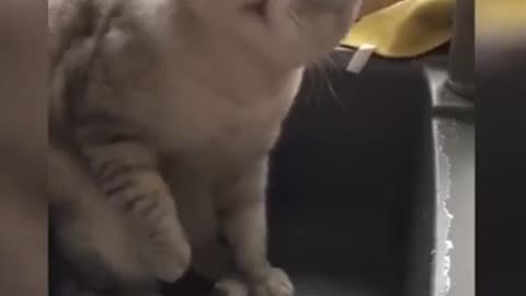 Cute cat funny video