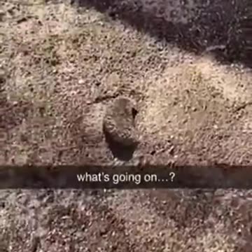 Spider runs from Ants LOL