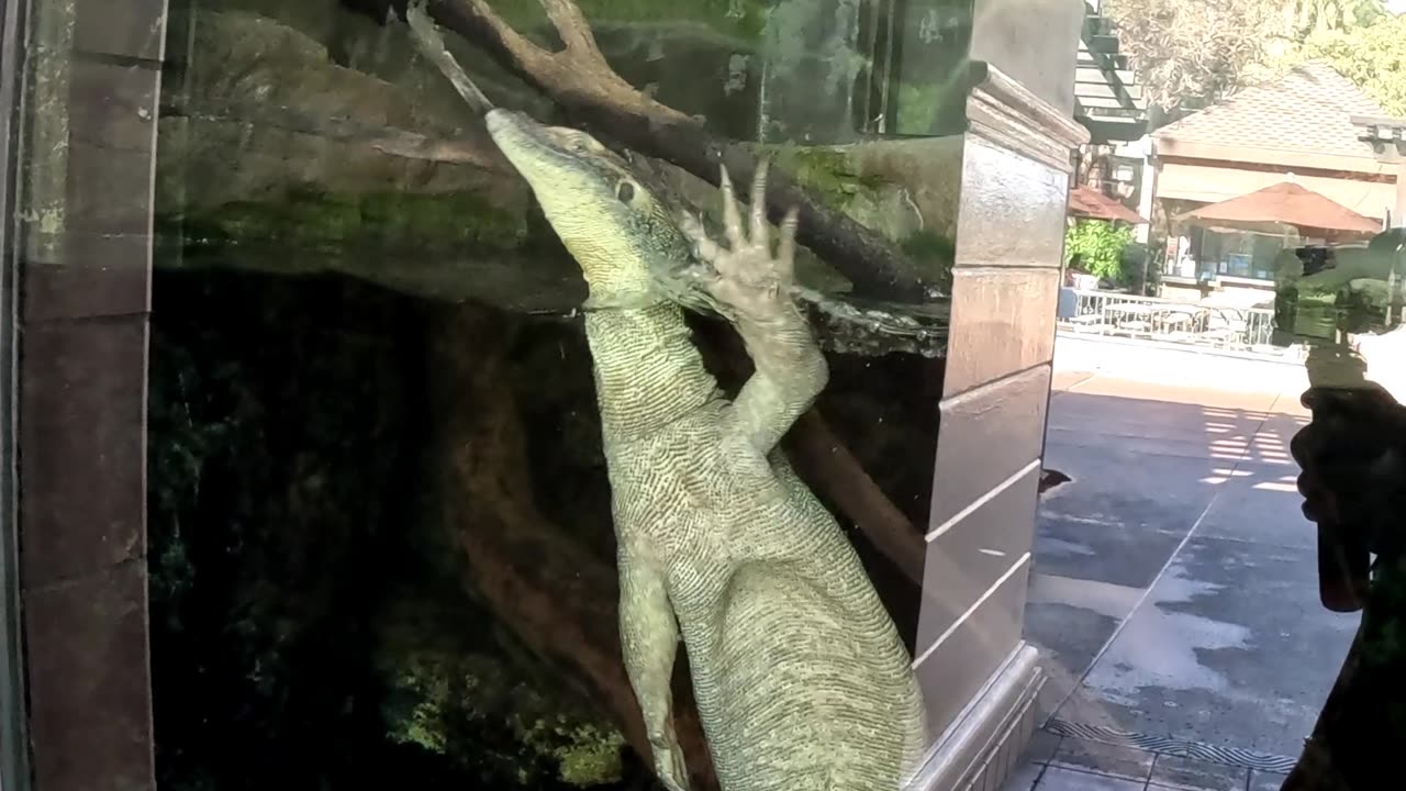Water Monitor at the San Diego Zoo