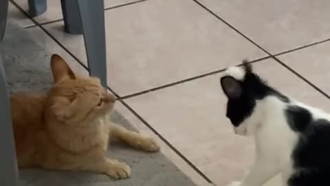 Cat pranking cat 🤣🤣🤣🤣🤣🐈🤣🤣🤣