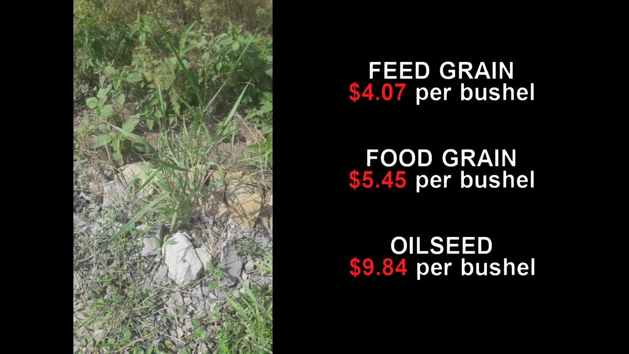 Average cost of Feed grain, Food grain and Oilseed in the USA