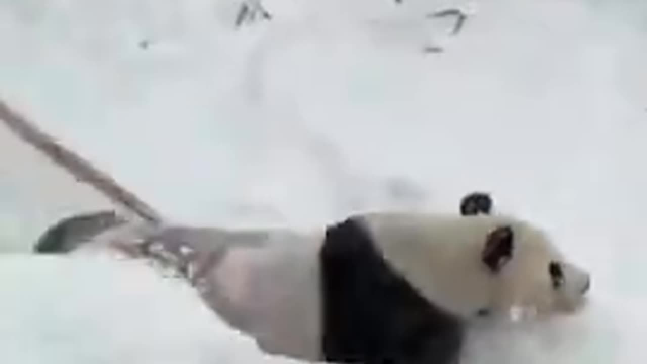 Panda LOVES The Snow