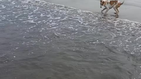 Dog Enjoying his life