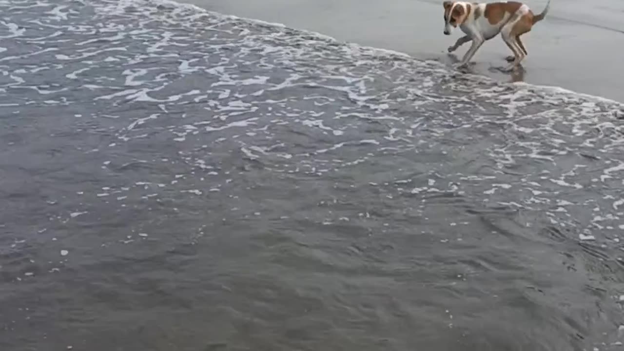 Dog Enjoying his life