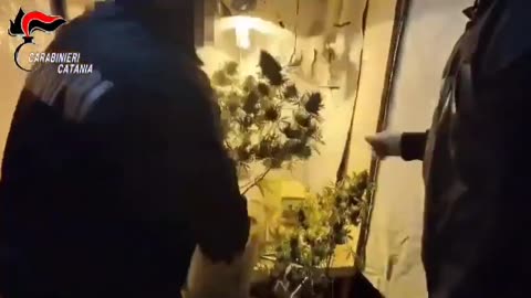 Catania - Mascalucia: Serra artigianale per la coltivazione di marijuana (31.01.25)