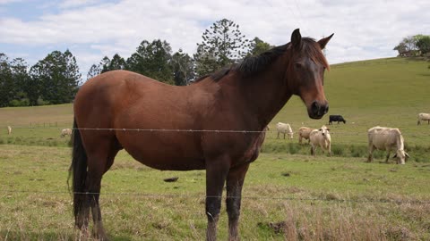 Australian Stock Horse in Australia