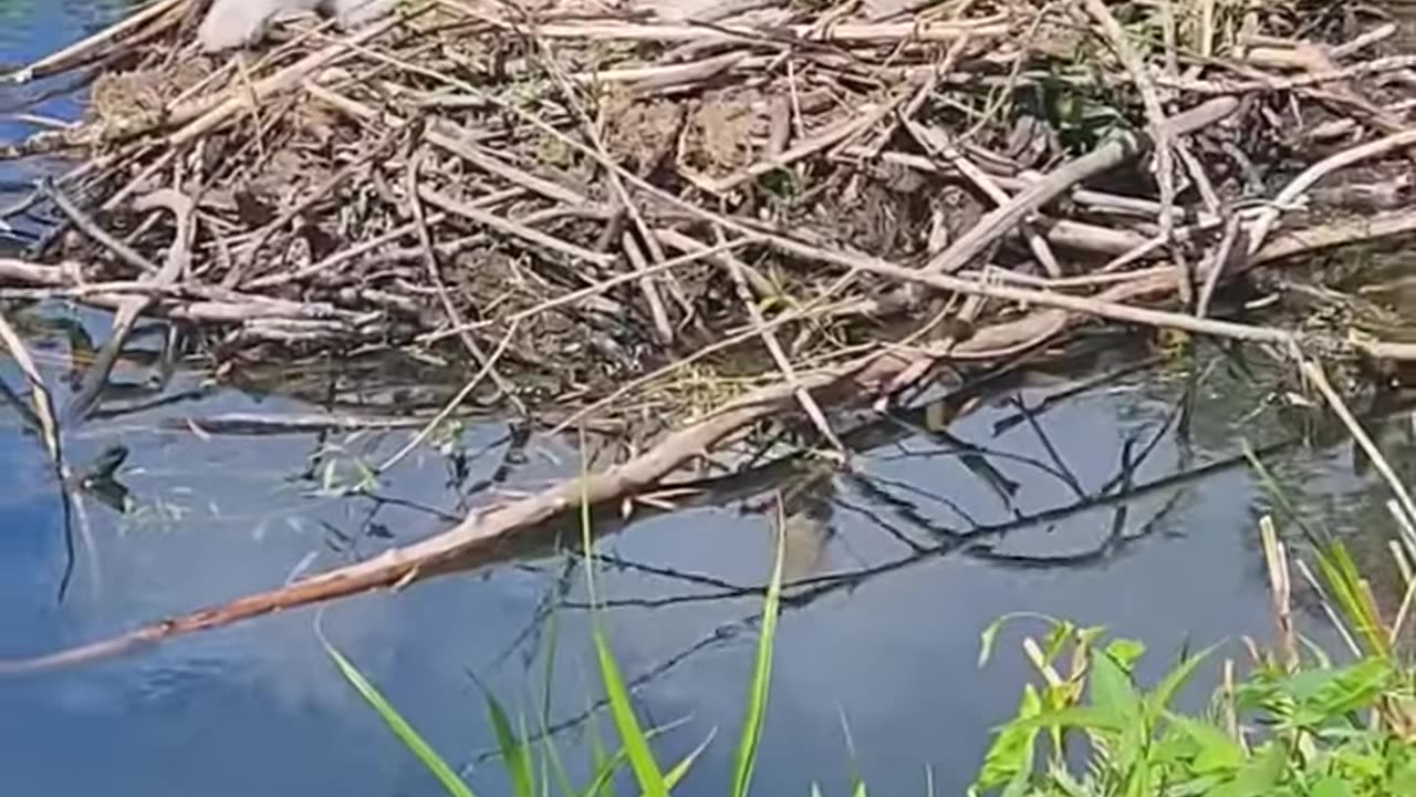 animals enjoying the sun [XHGhi0V2Xfw]