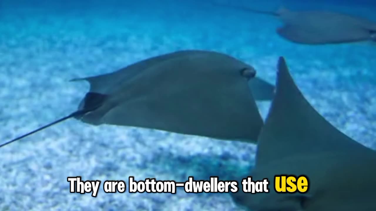 "Stingrays: Mysterious Gliders of the Ocean"