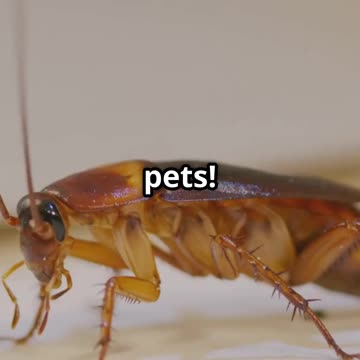 Why there are no Hissing Cockroaches in NYC