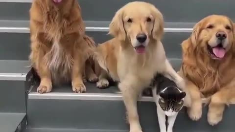 Golden Retriever picks up cat for some family photo.