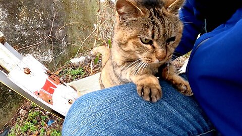 The stray cat was sleeping, so when I approached it, the cat got up and got on my lap.