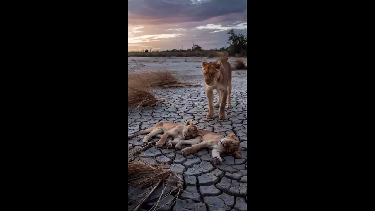 Mother Lion's Struggle For water