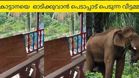 കാട്ടാനയെ വിരട്ടി ഓടിക്കുന്ന വീട്ടമ്മ _ wild elephant attack kerala _ human animal conflict in india