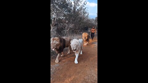 funny videos funny birds beautiful pictures Nature beauty