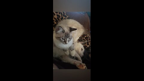 My cats and Fritz