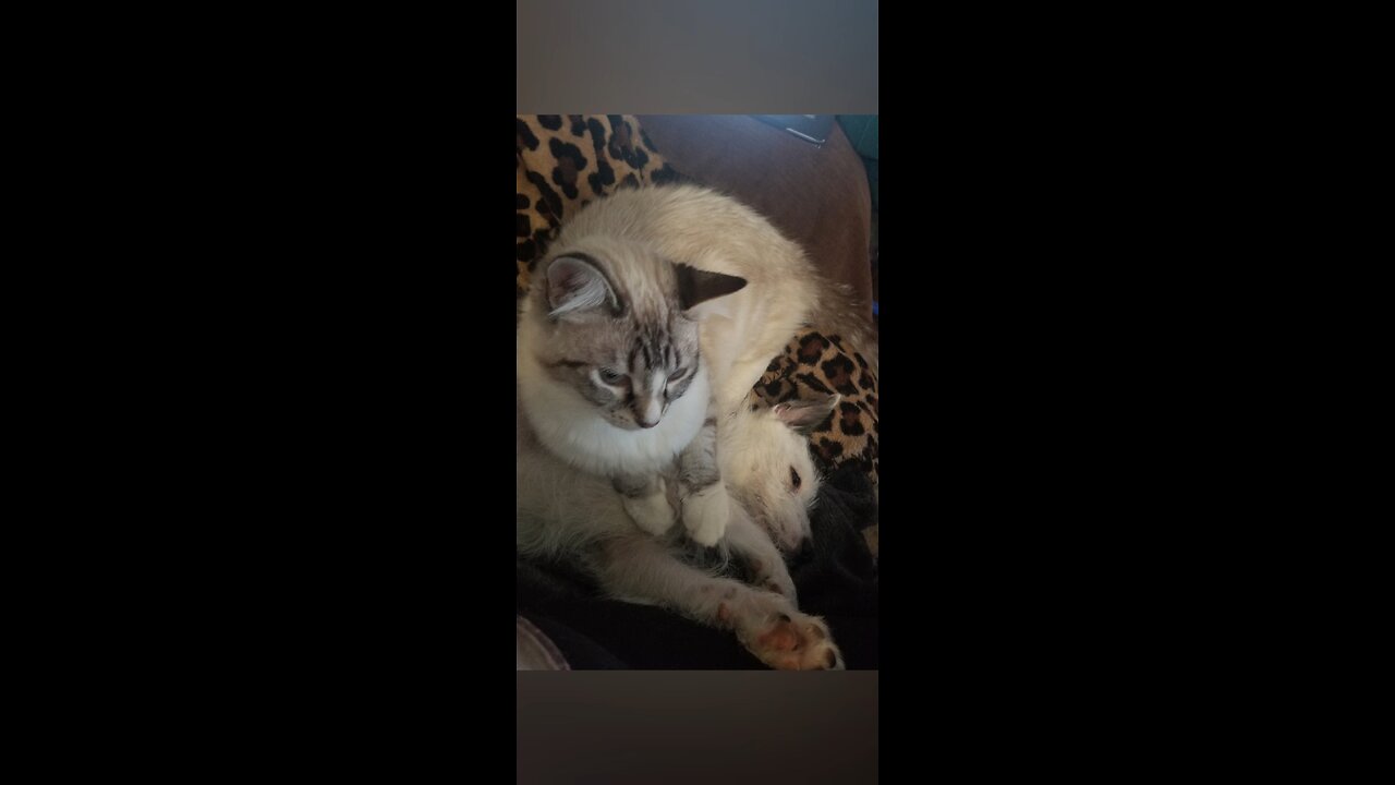 My cats and Fritz