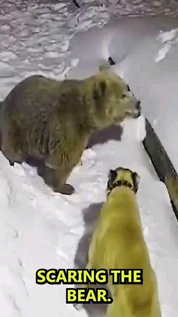 bear and dog fite