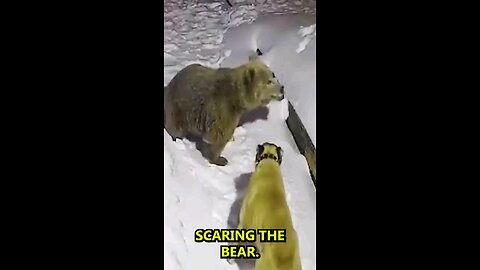 bear and dog fite