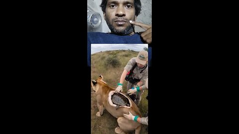 part2 tiger rescue today viral