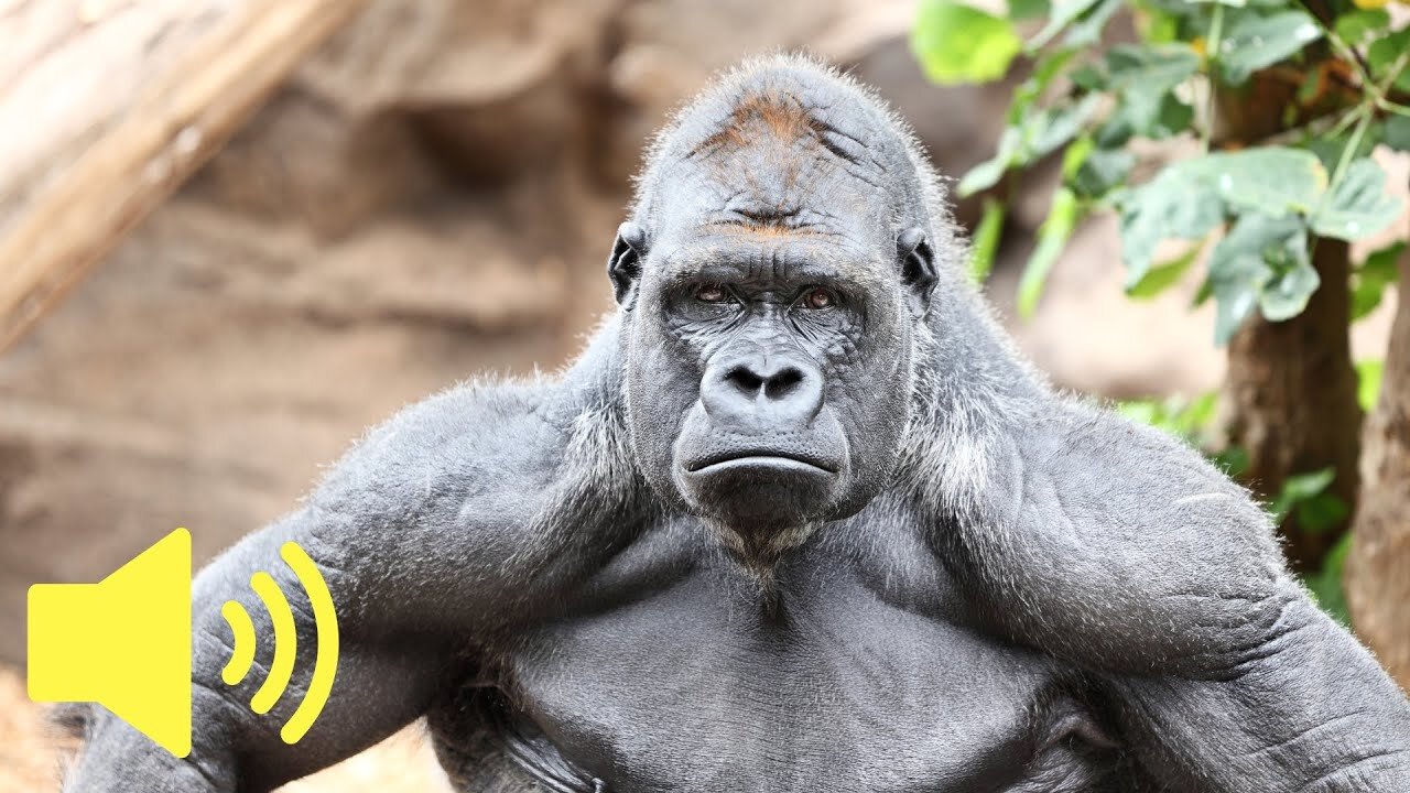 What Does a Gorilla Sound Like? | Animal Sounds Explained"