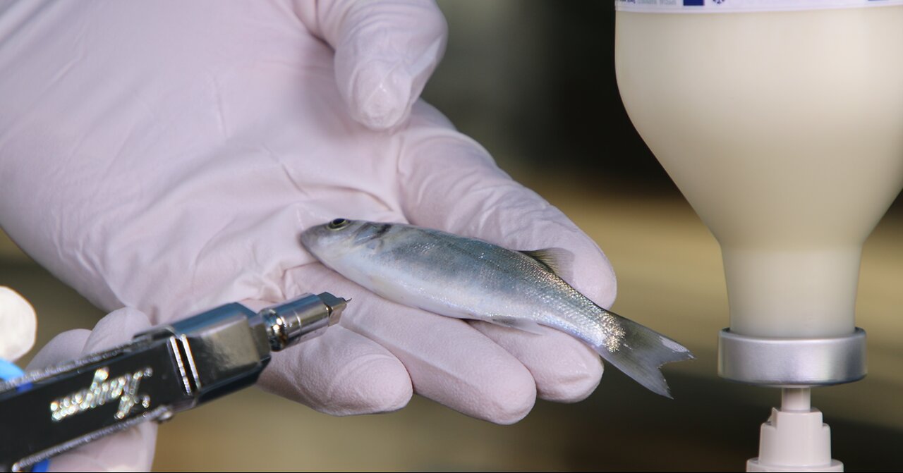 Vaccinated FISH?