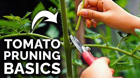 Tomato Pruning Secrets Revealed: Ultimate Guide to Bigger, Healthier Harvests!