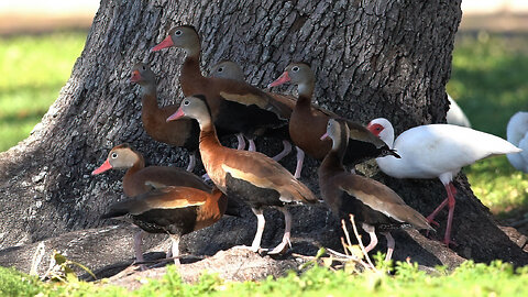 Whistling Ducks Meet the Ibis