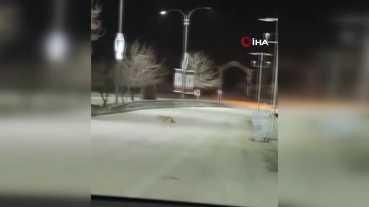 Kurt sürüsü Harput’ta görüntülendi