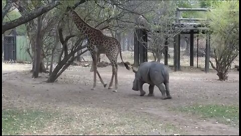 A rhinoceros and a giraffe are fighting each other.