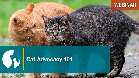 Cat Advocacy 101 - TNR Programs Near Me