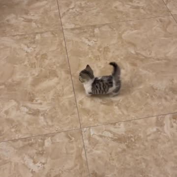 This Little Cat is Pure Joy – Don’t Miss It!