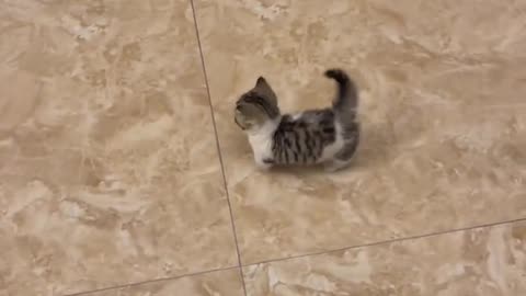 This Little Cat is Pure Joy – Don’t Miss It!