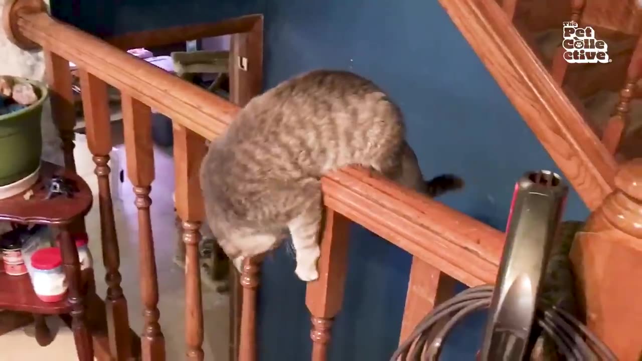 😹😹1 Hour video of Funniest Cats Ever 😹😹