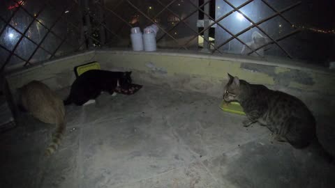 Homeless cat in Ras Al Khaimah UAE: ED SHEERAN & RIHANNA & MICHAEL JACKSON #cat #cats #pet #pets #4u