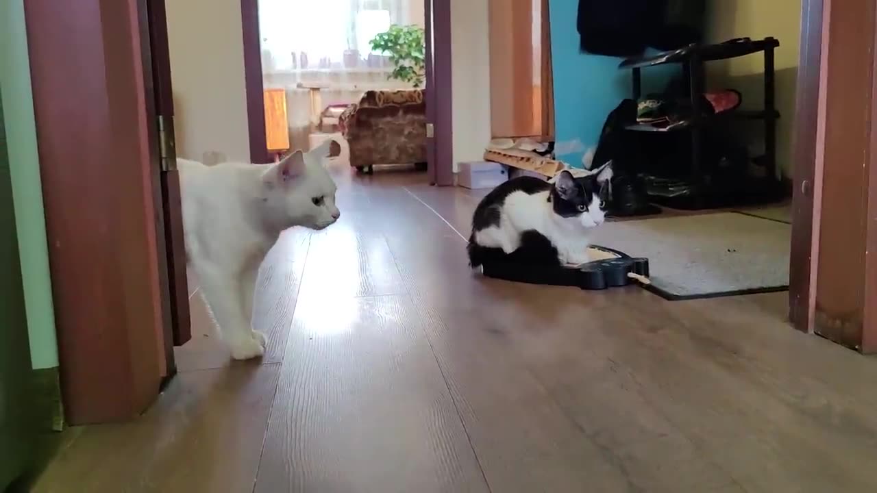 Cat behavior