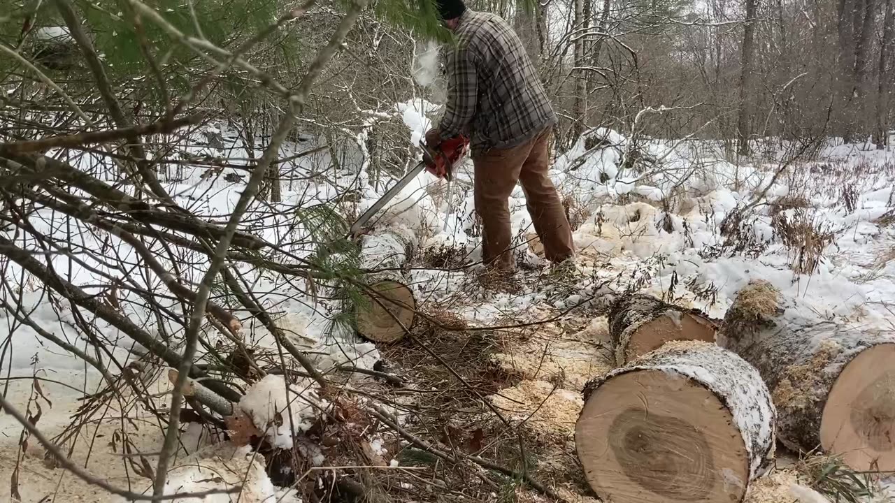 How much firewood can you get from a 12 inch maple tree?