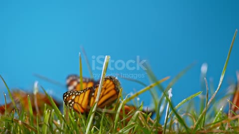 Why do butterflies look so beautiful?