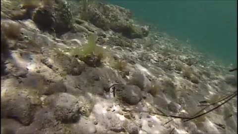 South Australian Marine Environment