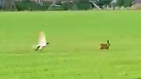 Hawks Hunt Rabbit