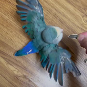 Performance of the Great Peng