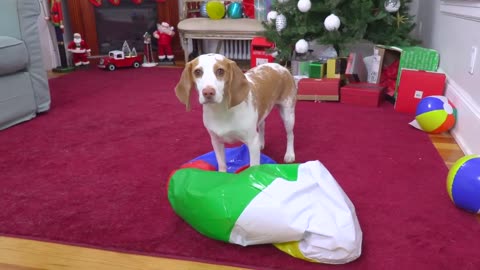 Puppy vs Gigantic Beach Ball Prank: Funny Puppy Dog Indie Gets HUGE Surprise