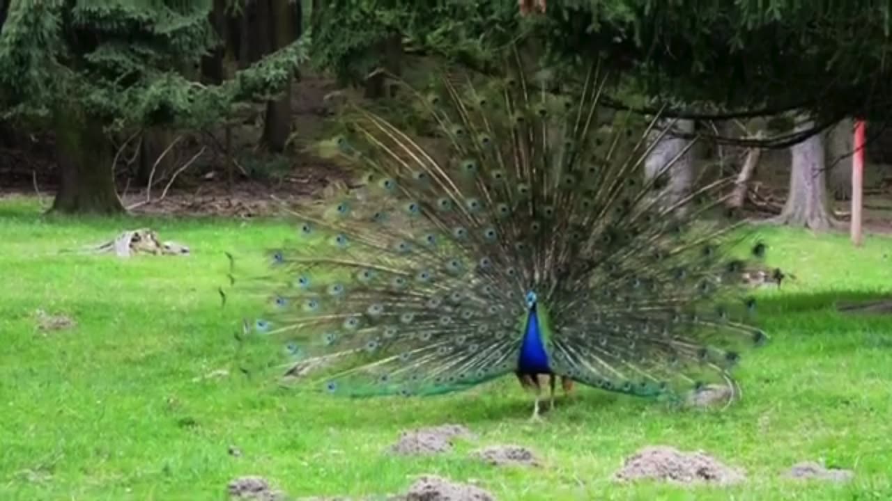 Indian Peacock Dance