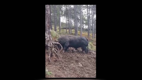 Big Bull playing in the dirt