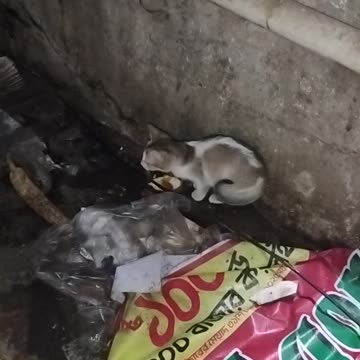 Hungry Kitten's Adorable Mealtime Cry