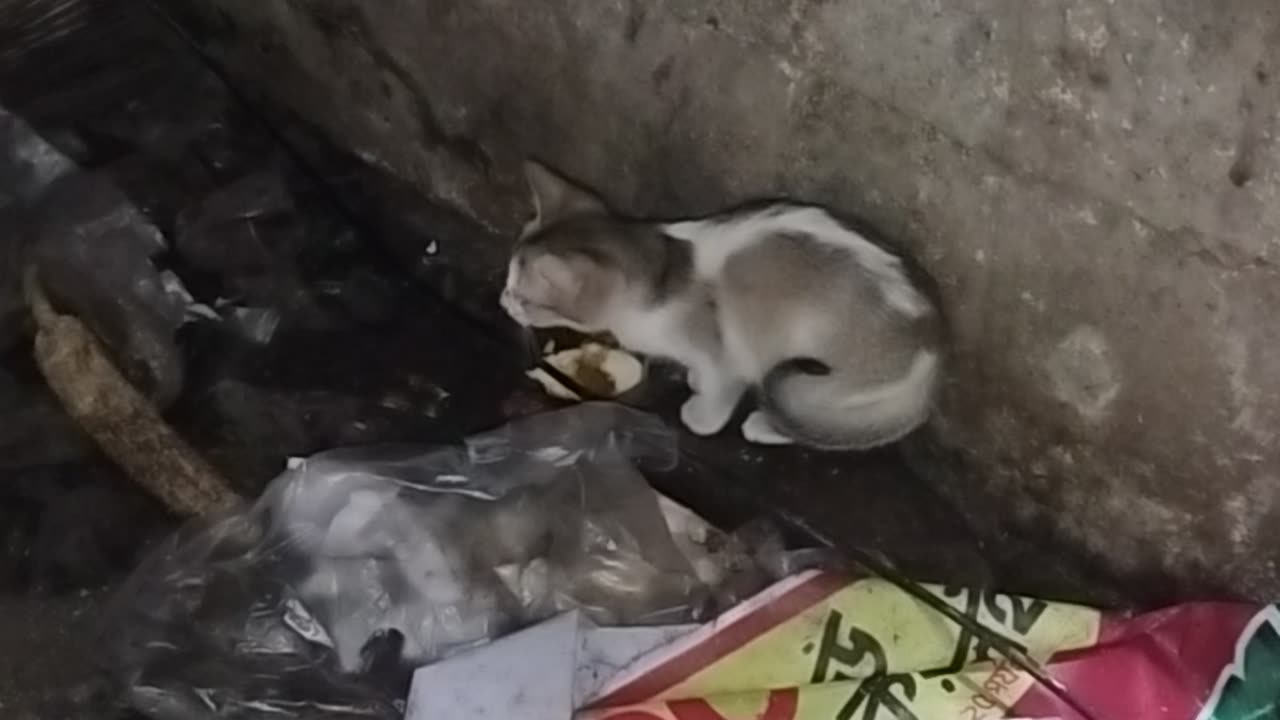 Hungry Kitten's Adorable Mealtime Cry