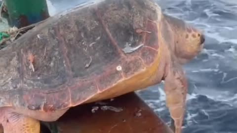 "Giant Sea Turtle Caught in Fishing Net 🐢 | Fishermen Release It Back to the Ocean!"