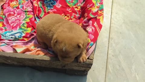 The Silly Dog's Hilarious Adventure: A Journey to Find Its Mom