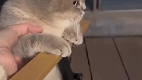 angry cat 😾😅