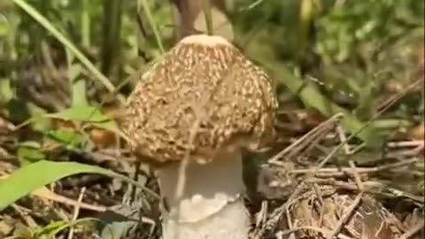 Bridal Veil Stinkhorn