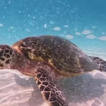"🌊🐢 Secrets of the Sea Turtle: A Mesmerizing Journey Through the Ocean’s Heart 🐢🌊"
